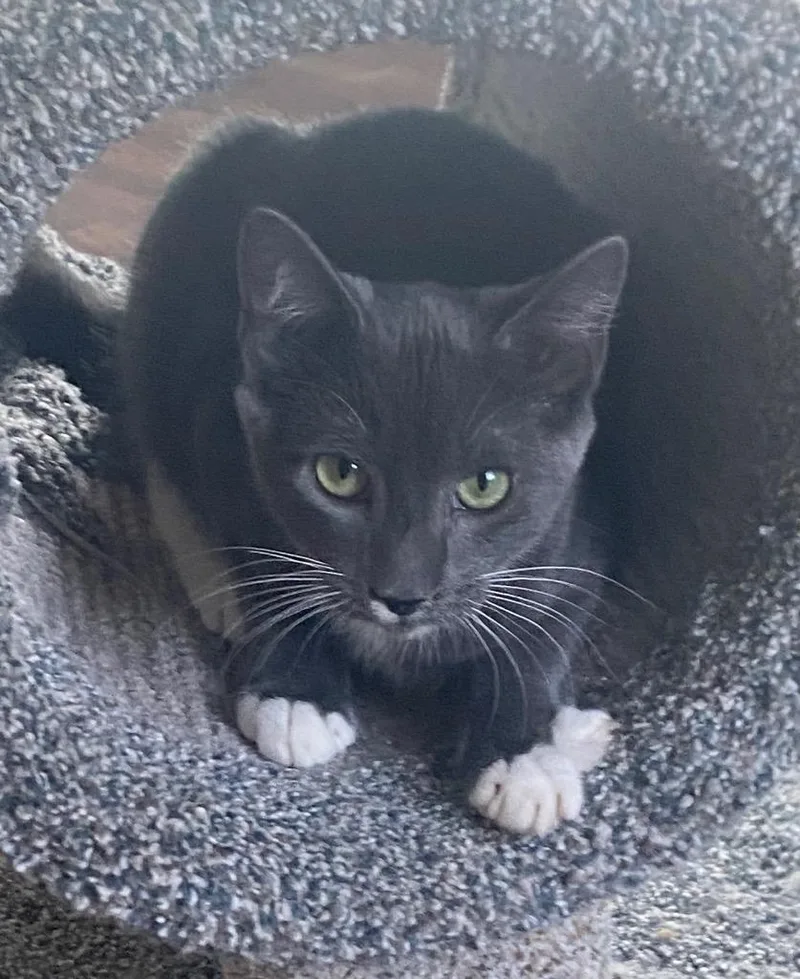 A baby medium-sized male Domestic Short Hair cat named Mayor for adoption in Cumming, GA