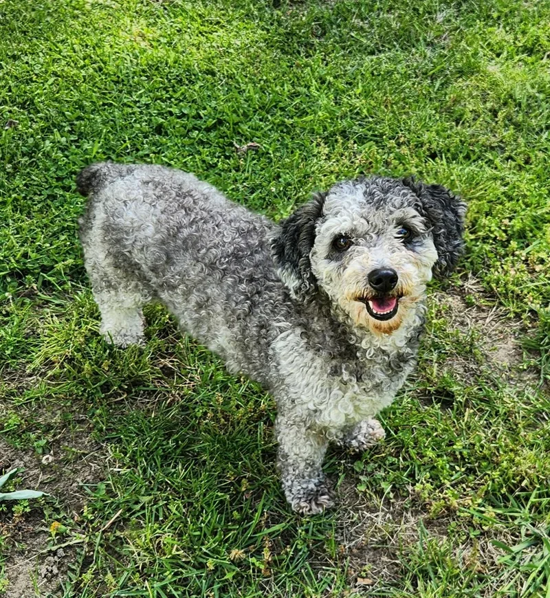 A young small-sized female Gray / Blue / Silver Miniature Poodle dog named Fluffy for adoption in Liberty Center, OH