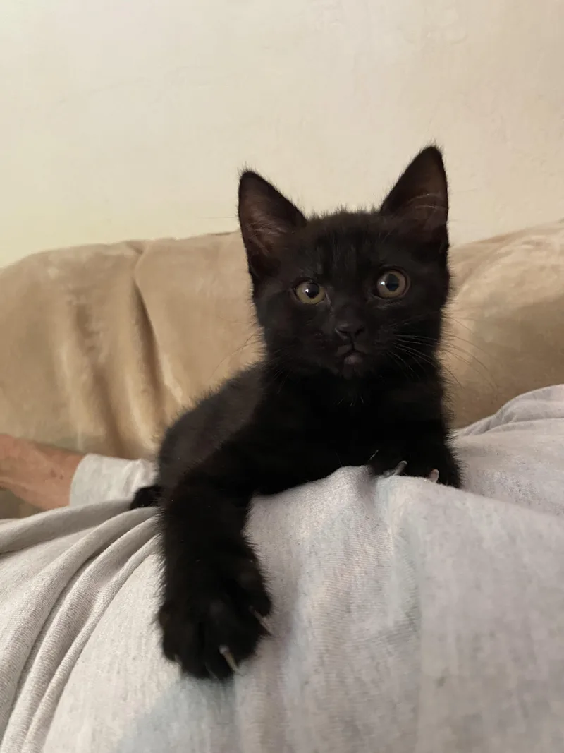 A baby medium-sized female Black Domestic Short Hair cat named Morticia for adoption in Santa Cruz, CA