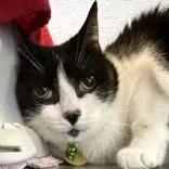 An adult large-sized male Black Domestic Short Hair cat named Brody for adoption in Lansing, MI