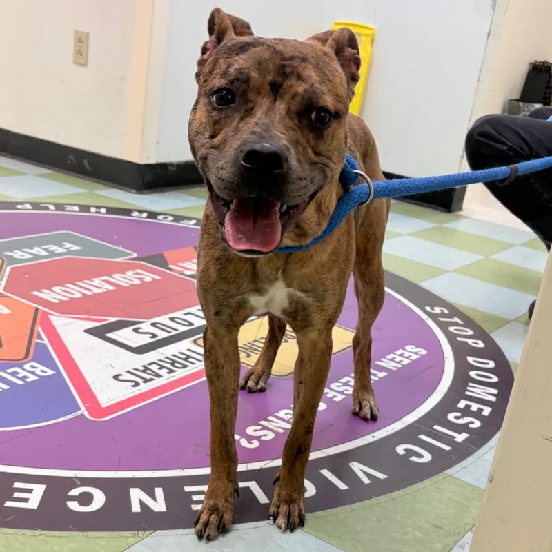 An adult medium-sized female Brindle Mixed Breed dog named Rosey for adoption in Philadelphia, PA