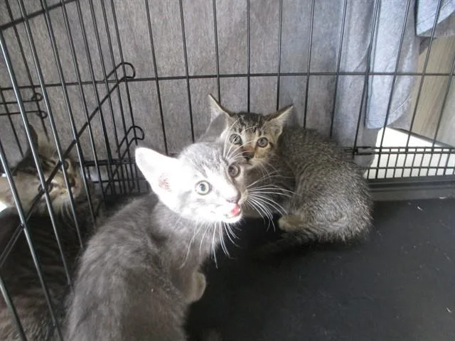 A baby small-sized female Domestic Short Hair cat named Sally for adoption in Ocala, FL