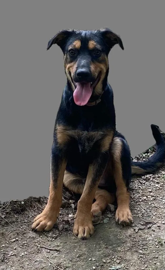 A baby large-sized male Mixed Breed dog named Kodiak for adoption in Fond Du Lac, WI