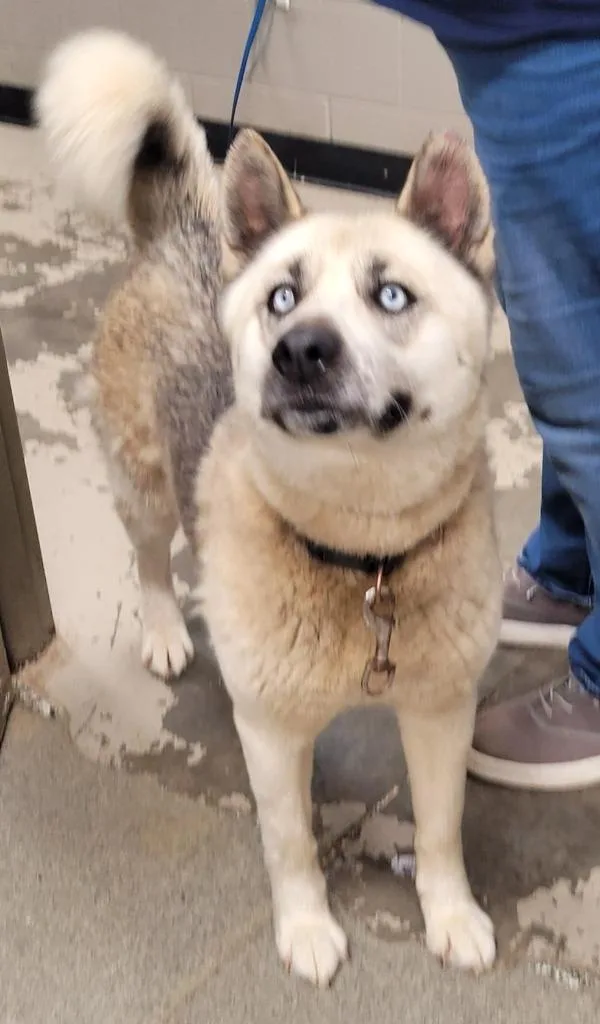 An adult large-sized female Shepherd dog named Harriet for adoption in Hopkinsville, KY