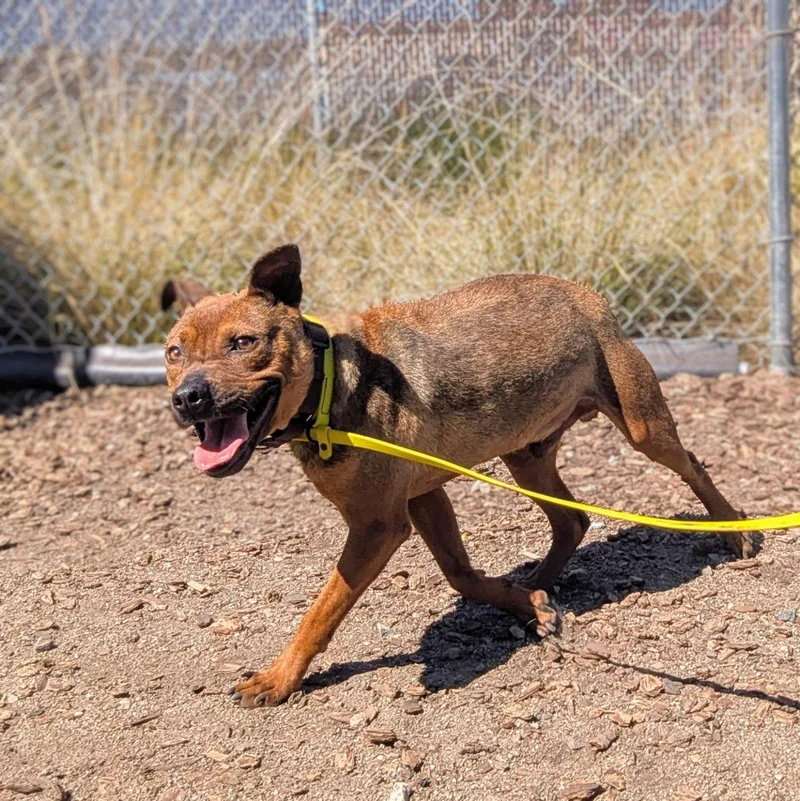 A baby medium-sized male Pit Bull Terrier dog named Newman for adoption in Oakland, CA
