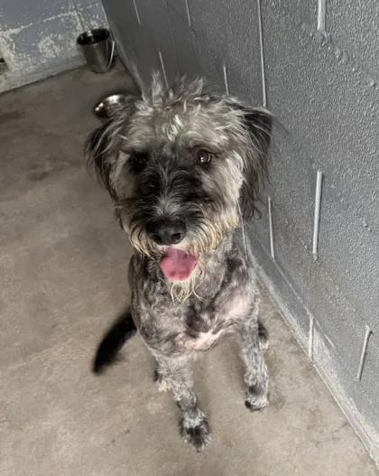 Milomoodle thumbnail 2