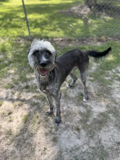 Milomoodle thumbnail 3