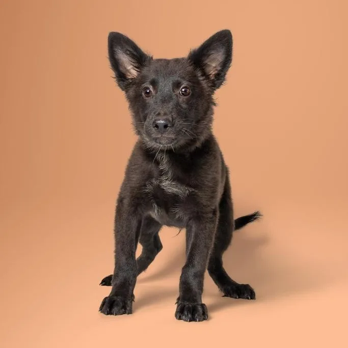 A young large-sized female Shepherd dog named Diablo for adoption in Tyler, TX