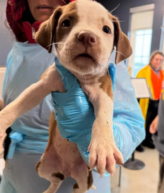 A baby small-sized female Pointer dog named Dawna for adoption in San Antonio, TX