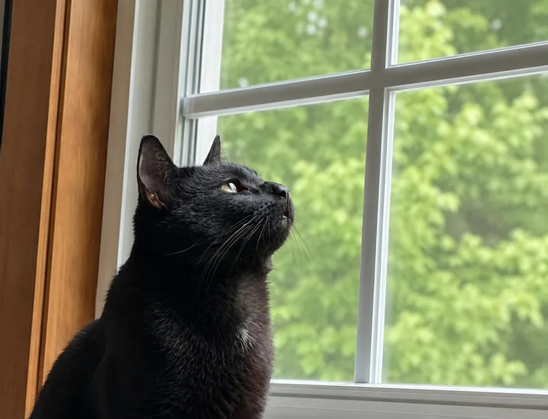An adult medium-sized male Bombay cat named Lucifer for adoption in East Derry, NH