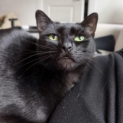 Midnight Browniebite