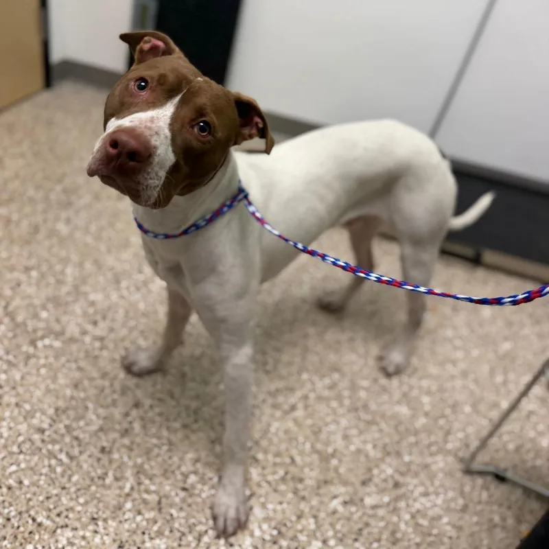 An adult large-sized male White / Cream Pit Bull Terrier dog named Milky Way for adoption in Bullhead City, AZ