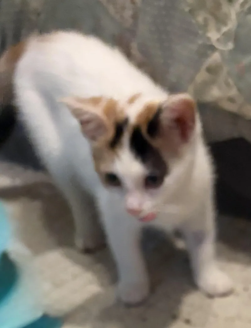 A baby medium-sized female Dilute Calico Domestic Short Hair cat named Trish for adoption in Houghton Lake, MI