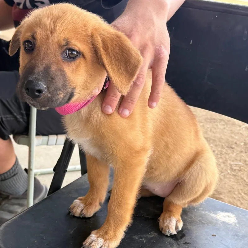 A baby small-sized female Golden Cattle Dog dog named Rosie for adoption in Rancho Santa Margarita, CA