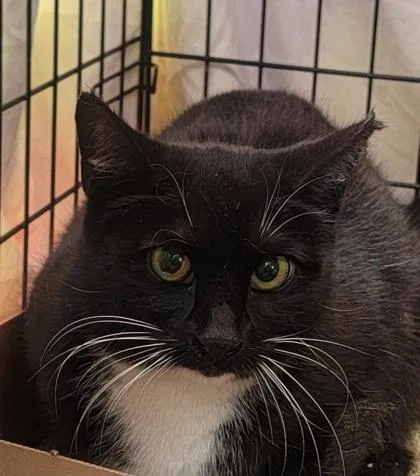 An adult small-sized female Domestic Short Hair cat named Storm for adoption in West Chester, PA