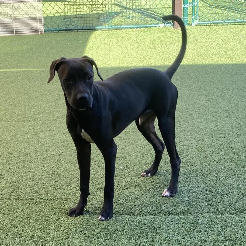 An adult medium-sized male Black Mixed Breed dog named Colby for adoption in LOXAHATCHEE, FL