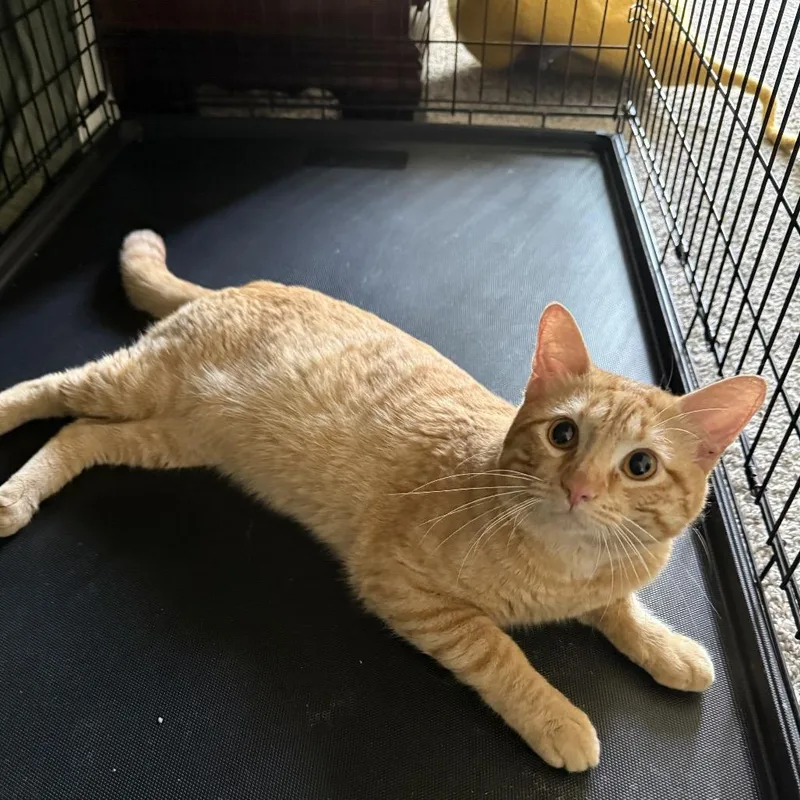 An adult small-sized male Orange / Red Domestic Short Hair cat named Ollie for adoption in Long Beach, CA