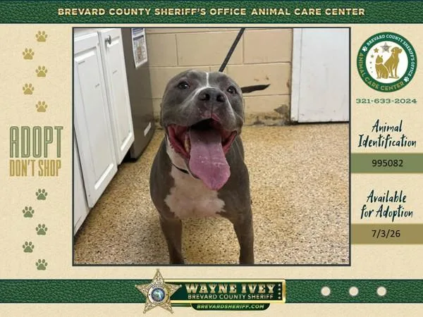 An adult large-sized male Mixed Breed dog named Rocky for adoption in Melbourne, FL