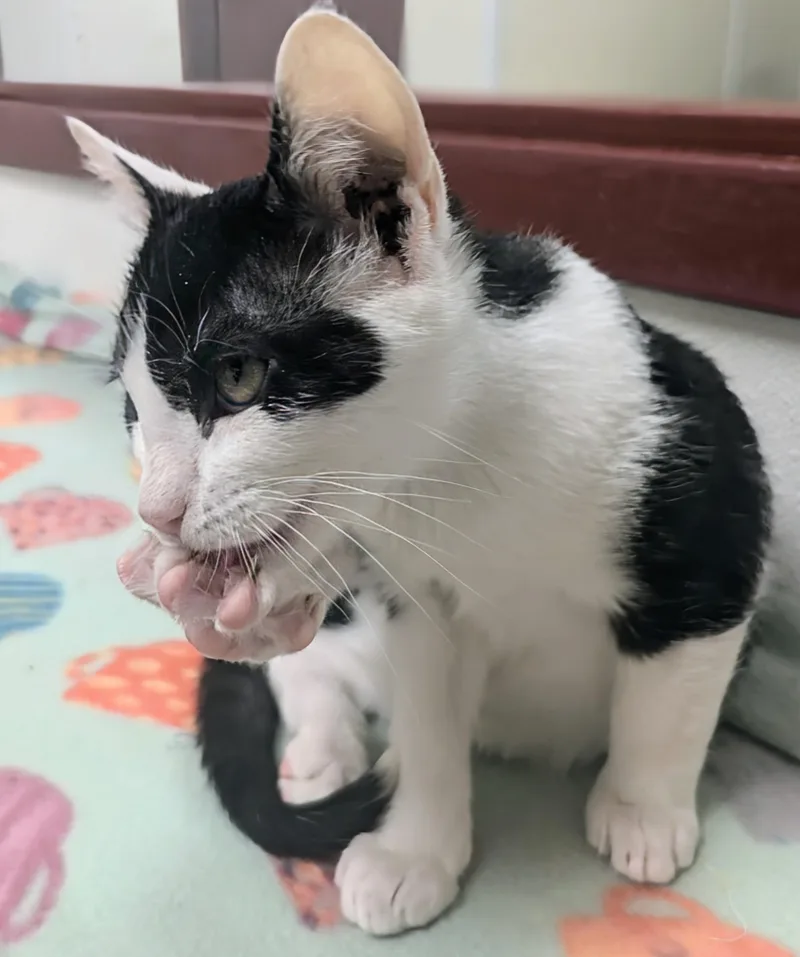 A baby large-sized male White Domestic Short Hair cat named Laughter for adoption in Springfield, IL