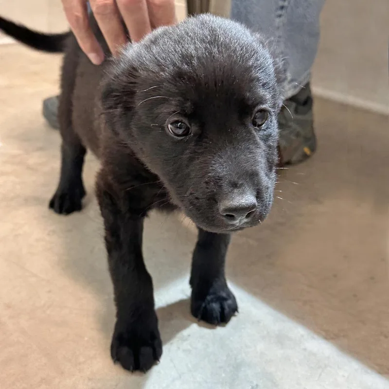 A baby medium-sized male Mixed Breed dog named Murphy for adoption in Hailey, ID