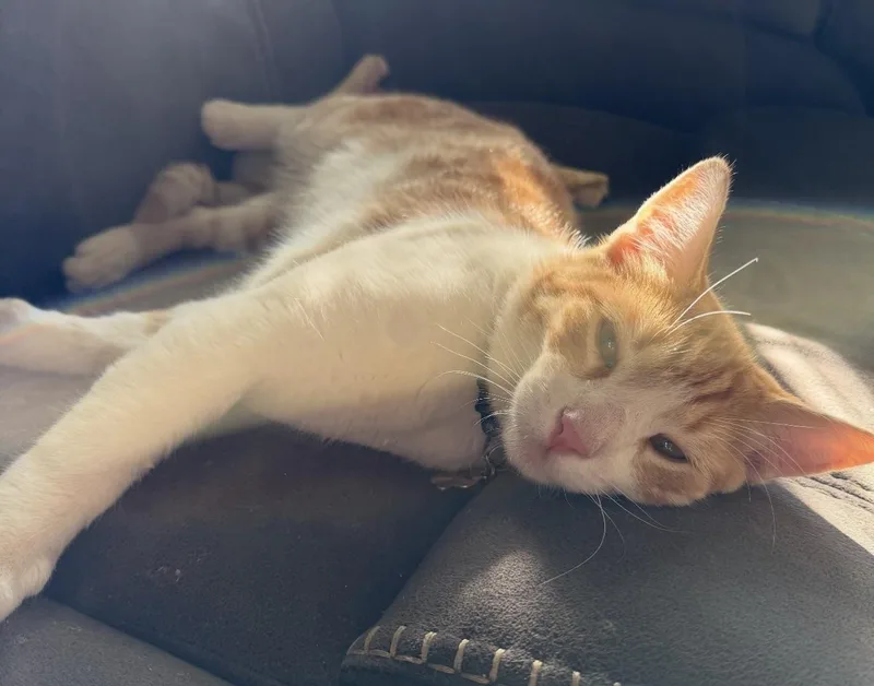 Mango  Your Sweet