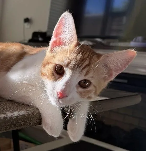 Mango  Your Sweet thumbnail 2