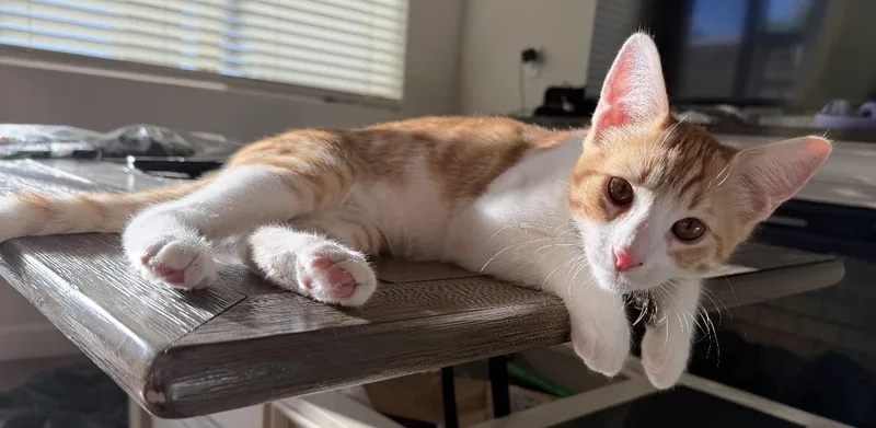 Mango  Your Sweet thumbnail 3
