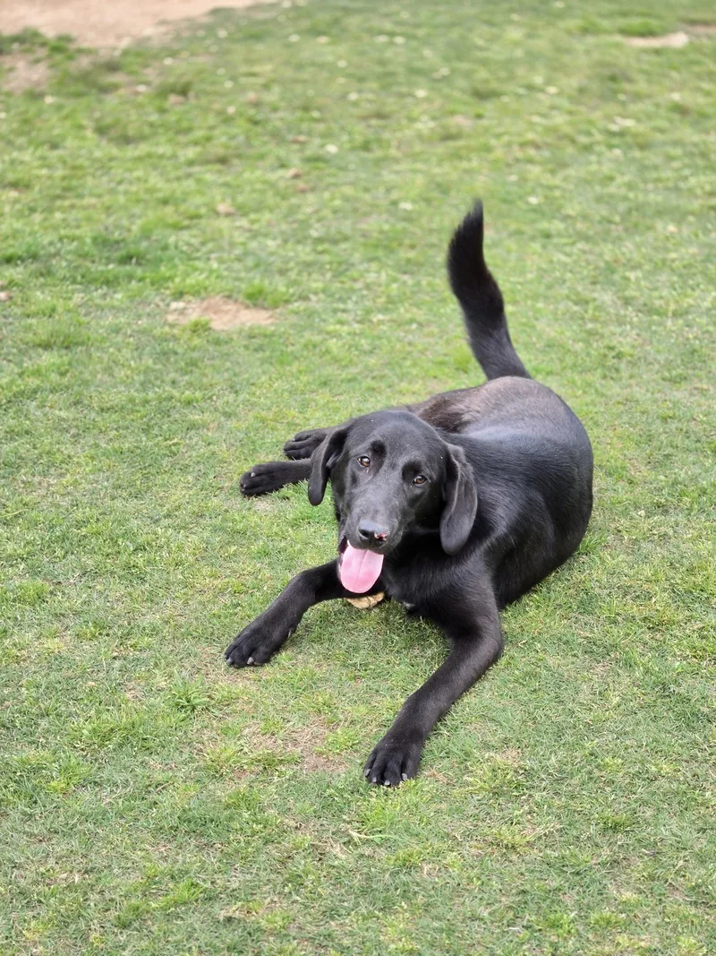 An adult large-sized male Coonhound dog named Tate for adoption in Manchester, CT