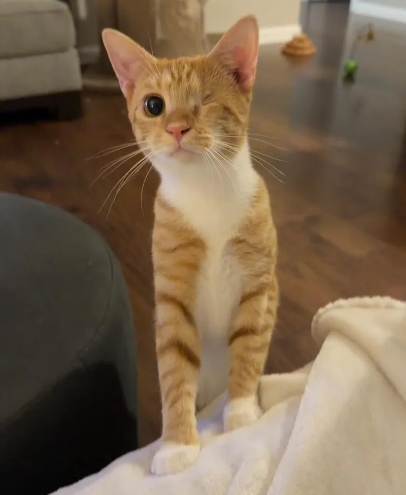 A young medium-sized female Domestic Short Hair cat named GaiaF for adoption in Youngsville, NC
