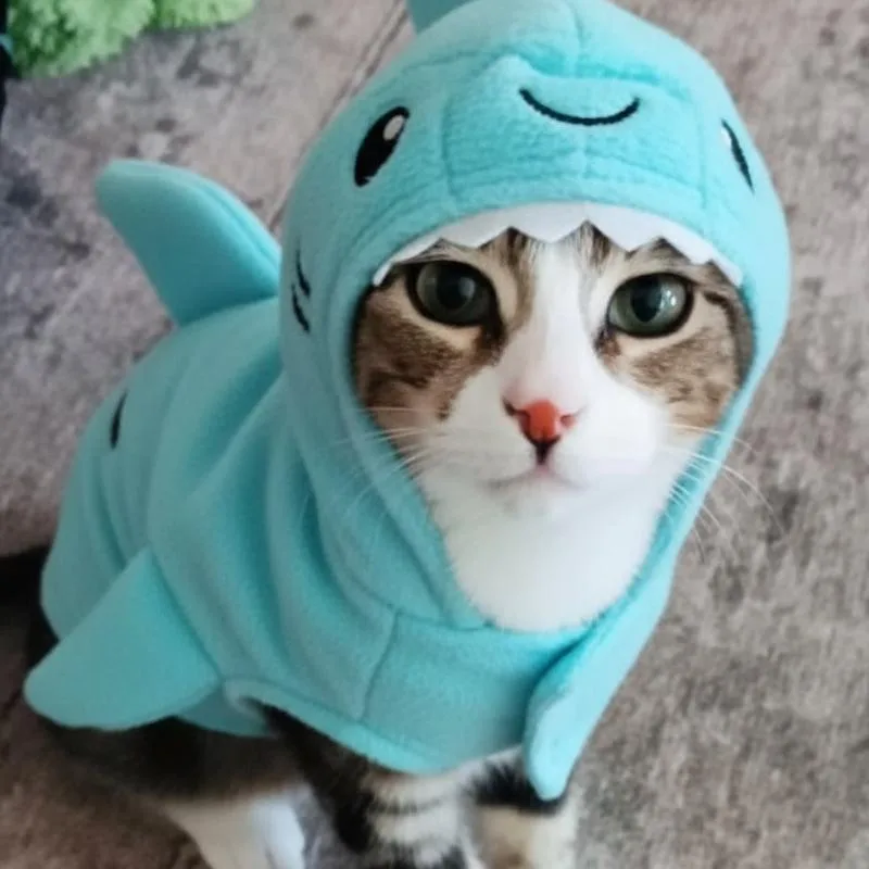 A young medium-sized female Brown / Chocolate Domestic Short Hair cat named Alessandra Etta for adoption in Long Beach, CA