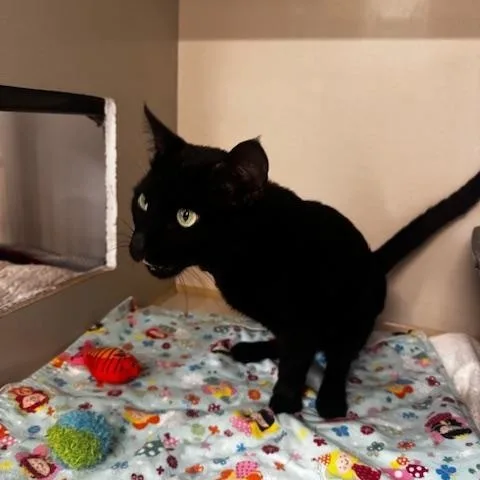 A young medium-sized male Black Domestic Short Hair cat named Wyatt for adoption in Hutchinson, MN