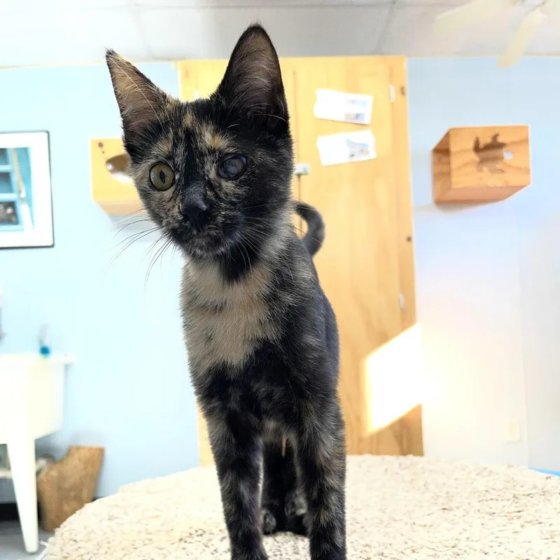 A young small-sized female Black Domestic Short Hair cat named Violet for adoption in Pontiac, IL