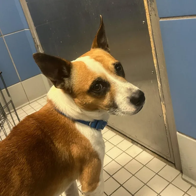 A young small-sized male Brown / Chocolate Mixed Breed dog named Udon for adoption in Houston, TX