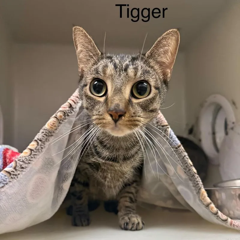 An adult small-sized male Domestic Short Hair cat named Tigger for adoption in Caryville, TN