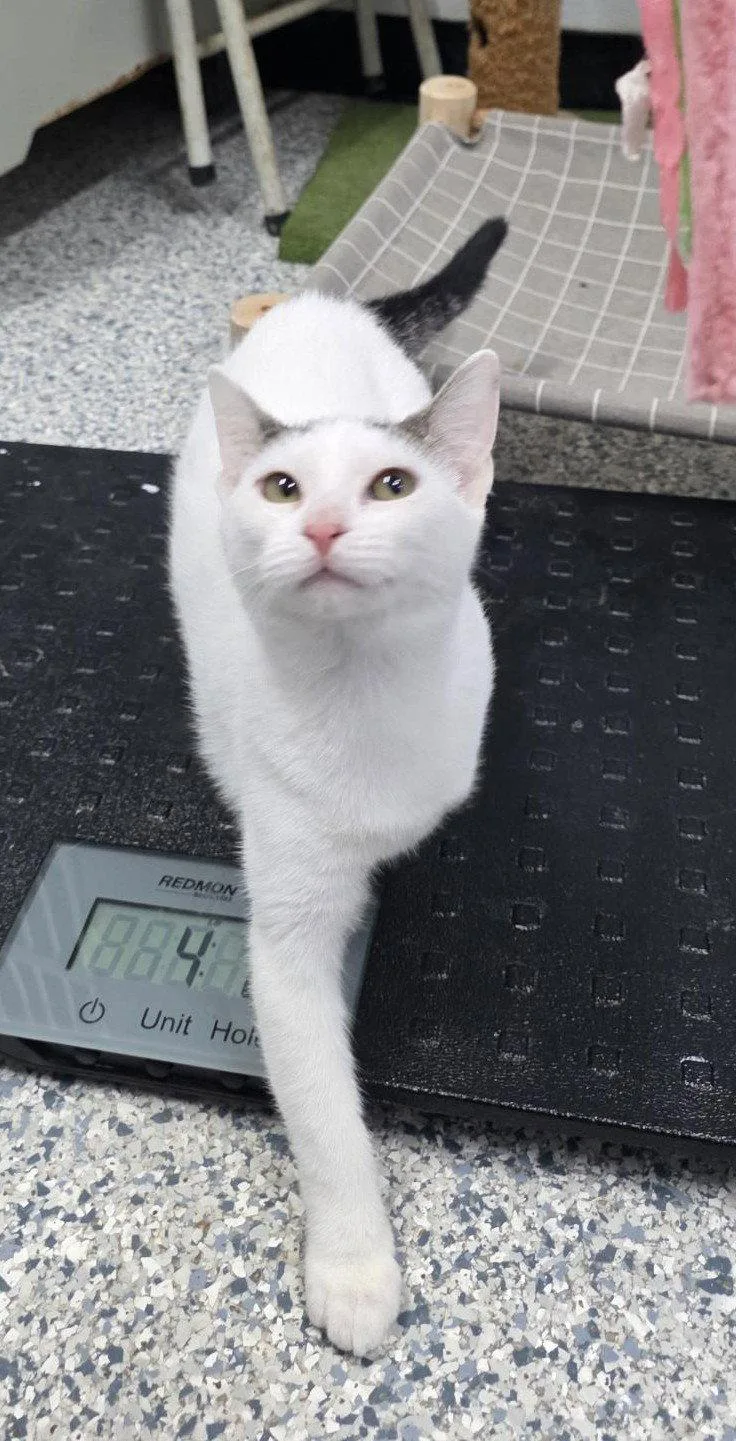 A young medium-sized female Domestic Short Hair cat named Irene for adoption in Knoxville, IA