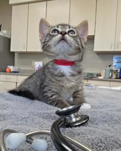 A baby small-sized female Domestic Short Hair cat named Rhaella for adoption in Westland, MI