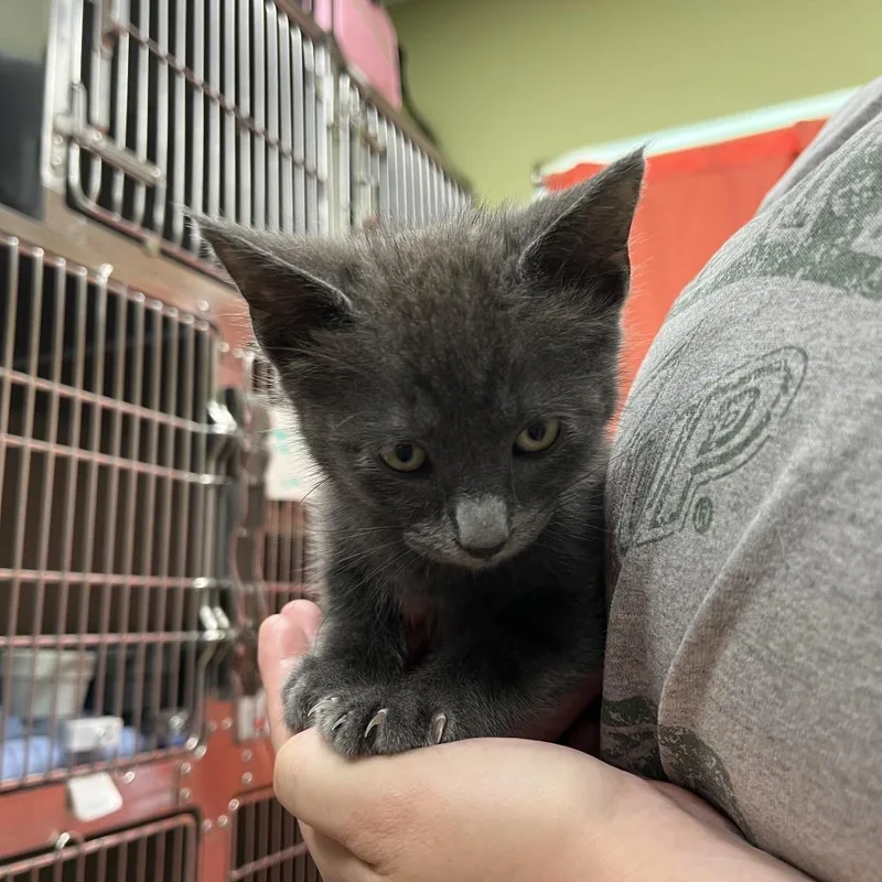 A baby small-sized male Gray / Blue / Silver Domestic Short Hair cat named Sam for adoption in Kyle, TX