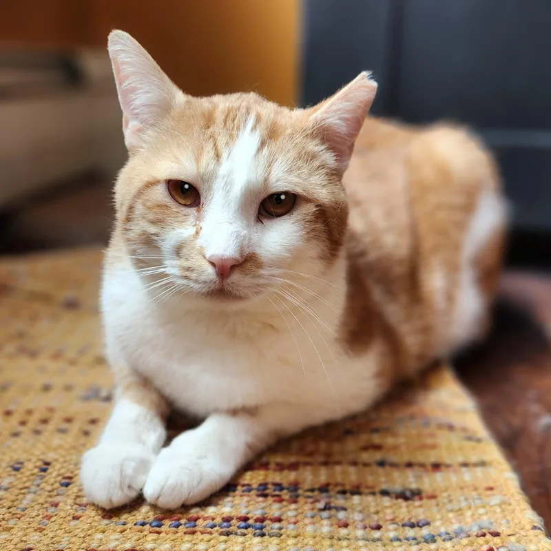 Jancy Cat thumbnail 2