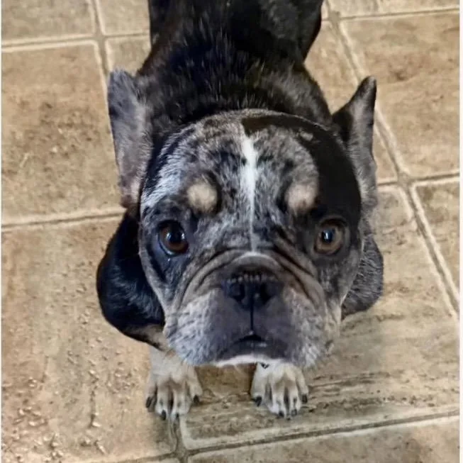 An adult small-sized female Black French Bulldog dog named Claire for adoption in Santa Rosa, CA