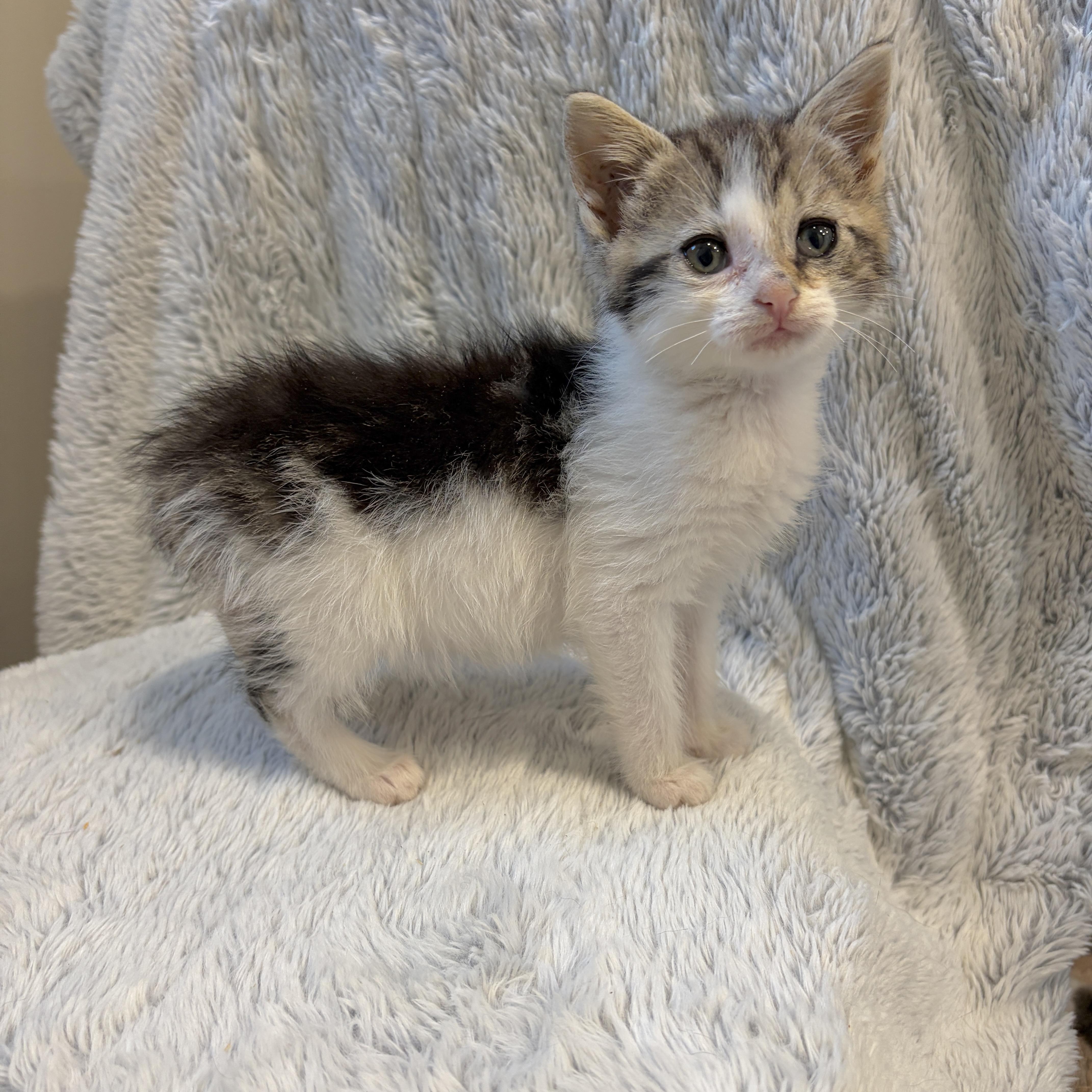 A baby medium-sized female Brown / Chocolate Domestic Short Hair cat named Kaia for adoption in Moriches, NY