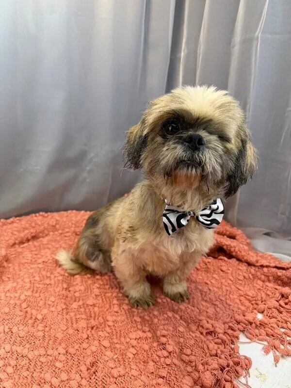 A senior small-sized male Shih Tzu dog named Louie for adoption in New York, NY