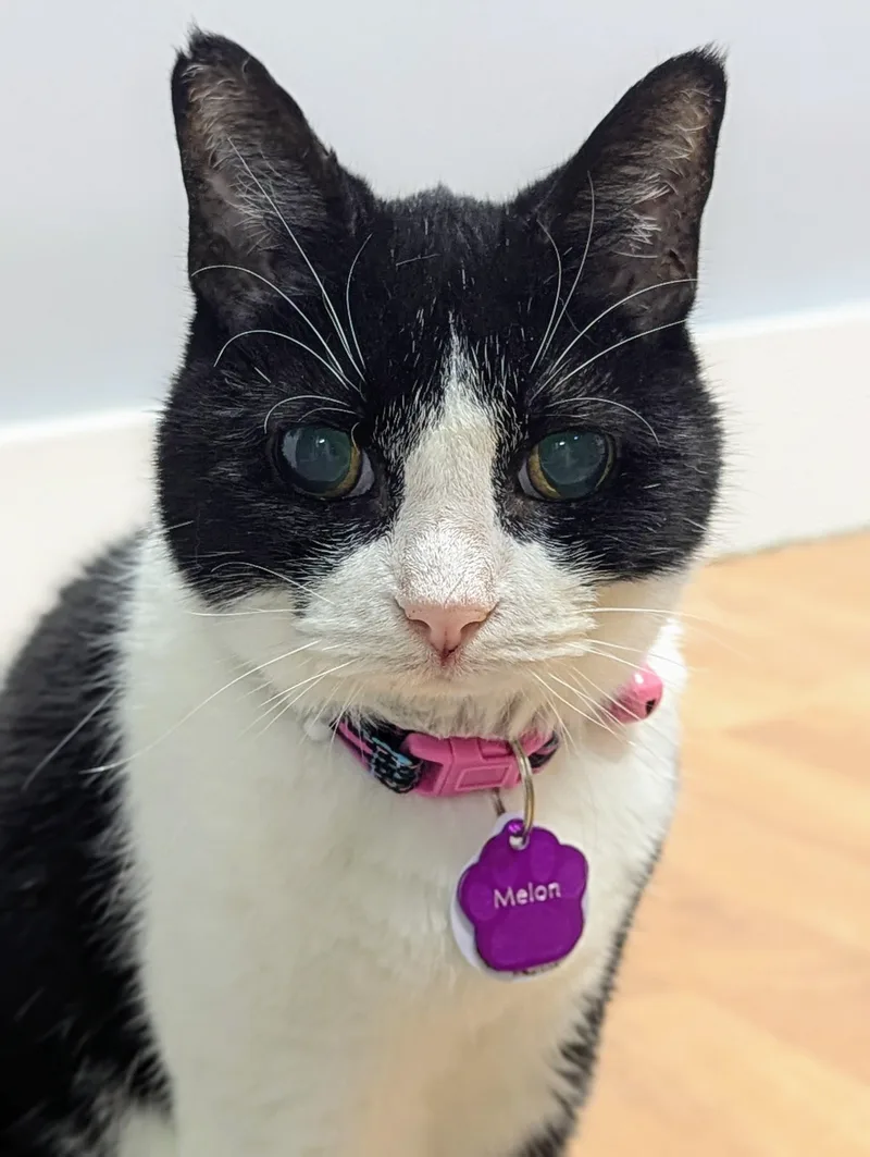 Melon  Purrmanent Resident thumbnail 2