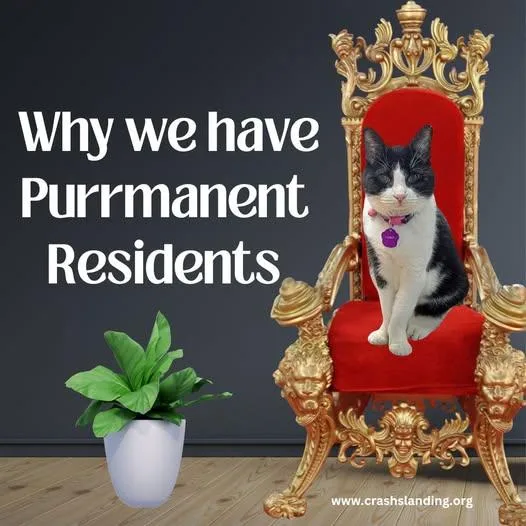 Melon  Purrmanent Resident thumbnail 3