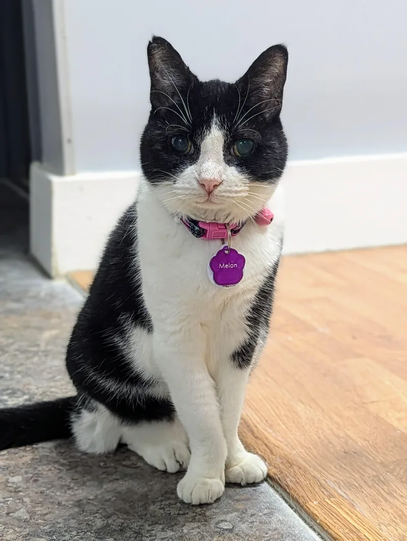 Melon  Purrmanent Resident