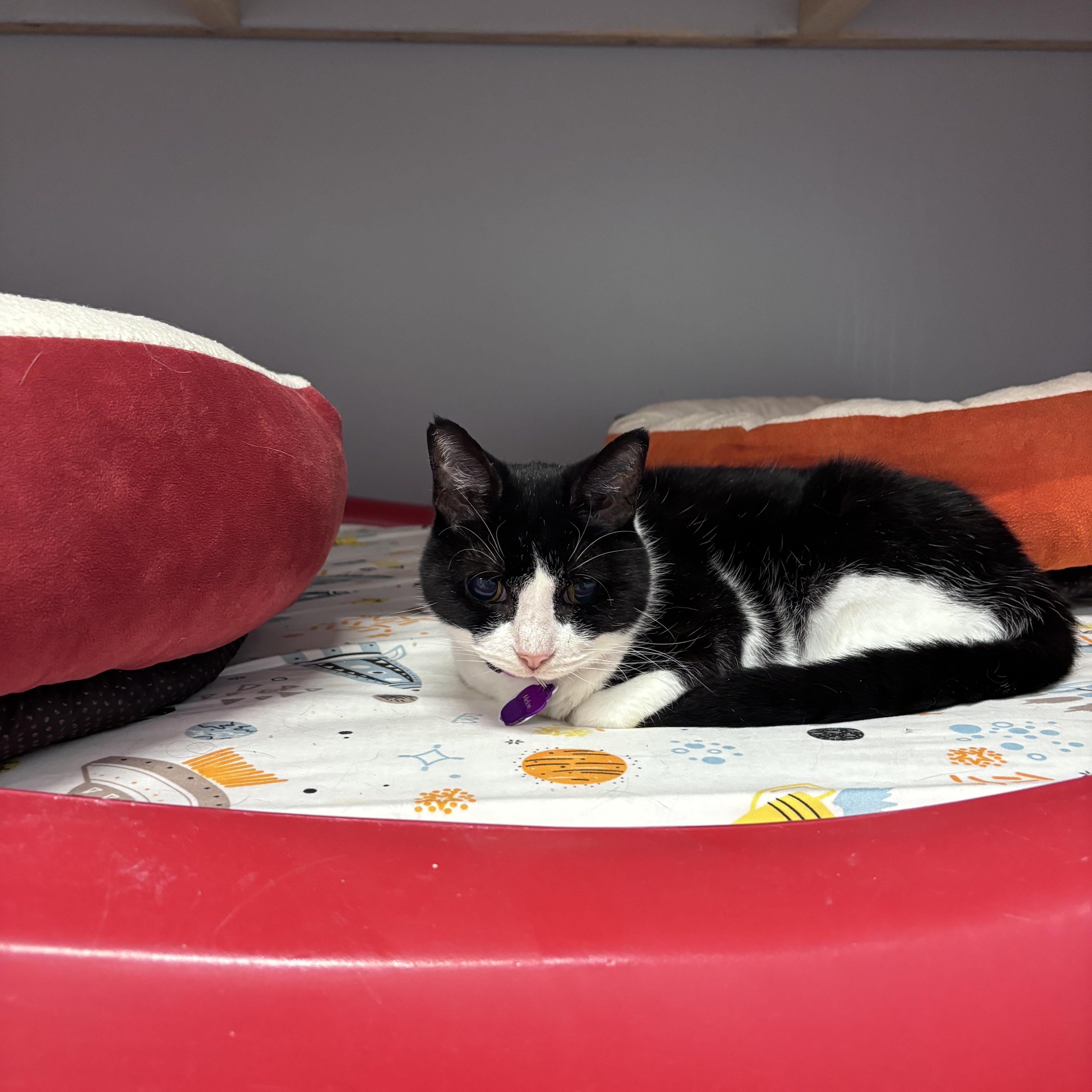 Melon  Purrmanent Resident thumbnail 4