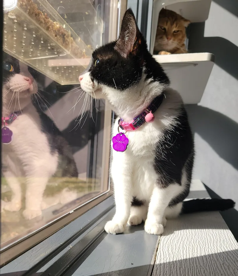 Melon  Purrmanent Resident thumbnail 5