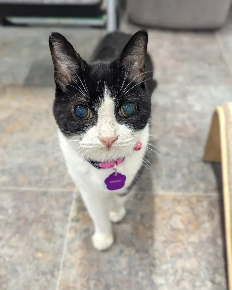 Melon  Purrmanent Resident thumbnail 6