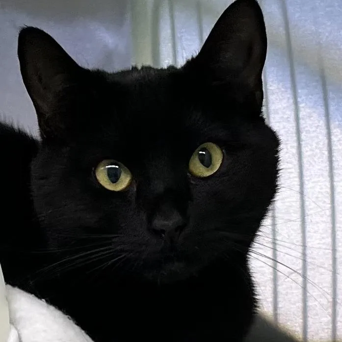 A young medium-sized female Black Domestic Short Hair cat named Kaido for adoption in Baltimore, MD