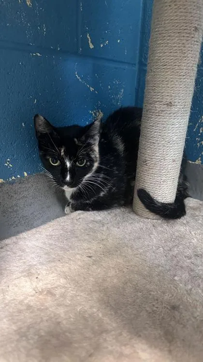 A young medium-sized female Domestic Short Hair cat named Lovey for adoption in Dothan, AL