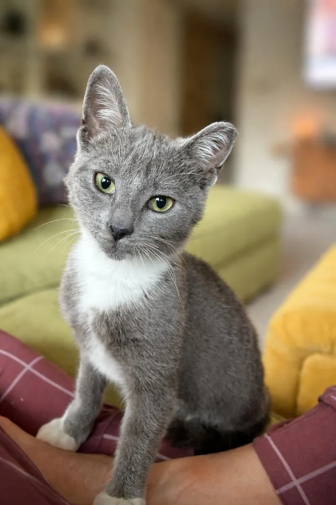 A baby small-sized male Domestic Short Hair cat named Sonny for adoption in Darien, GA